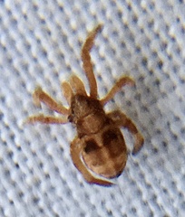 Hyptiotes paradoxus