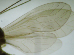 Caeciliusidae
