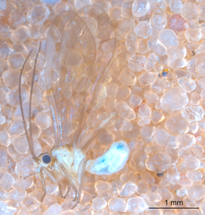 Caeciliusidae
