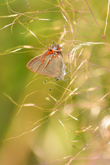 Electrostrymon guzanta