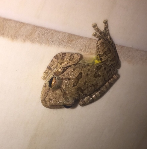 Fuscous-blotched Snouted Tree Frog