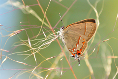 Electrostrymon guzanta