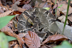Bothrops moojeni