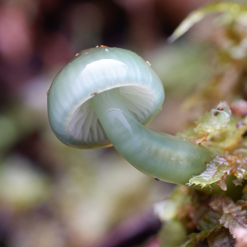 Gliophorus viridis · September 2025 · photo: © celadonfern (iNaturalist, cc-by)
