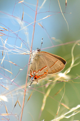 Electrostrymon guzanta
