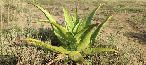 Aloe secundiflora