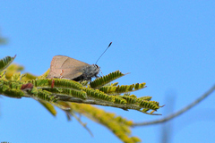 Electrostrymon guzanta