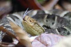 Bothrops moojeni