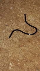 Liotyphlops ternetzii