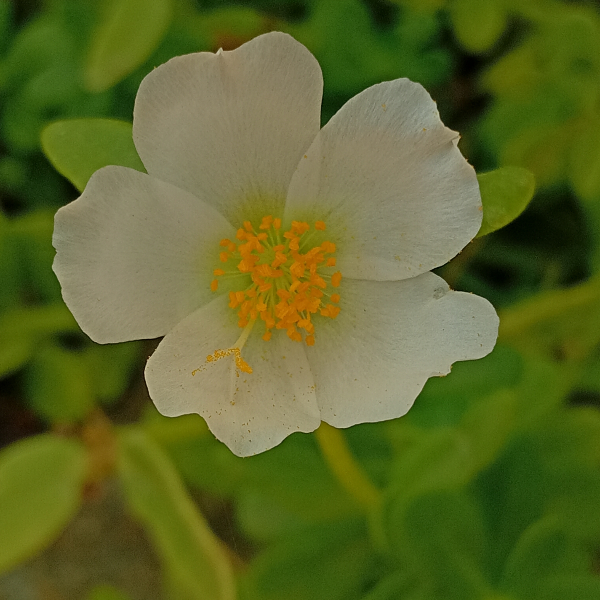 Portulaca umbraticola