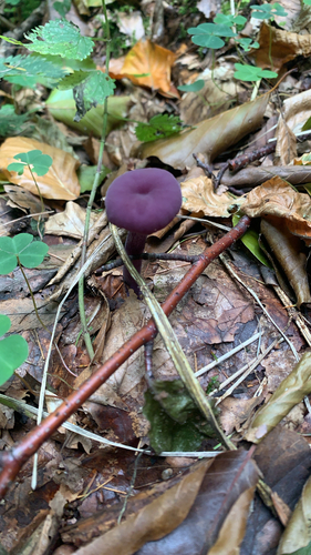 Amethyst Deceiver