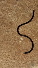 Liotyphlops ternetzii