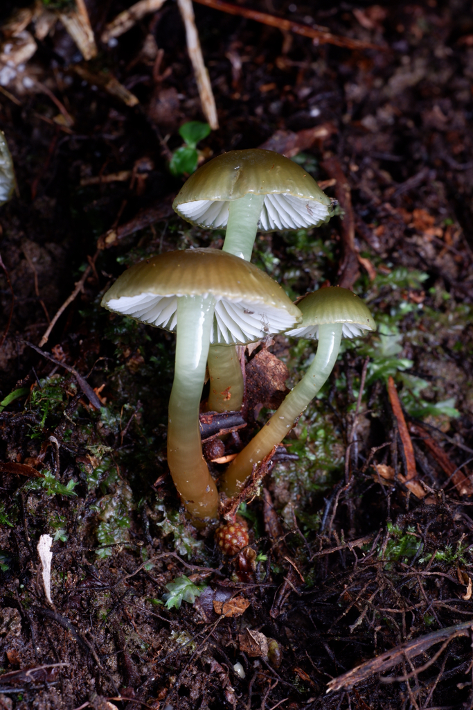 Gliophorus viridis · September 2025 · photo: © celadonfern (iNaturalist, cc-by)