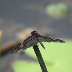 Rhyothemis princeps