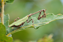 Pseudovates townsendi