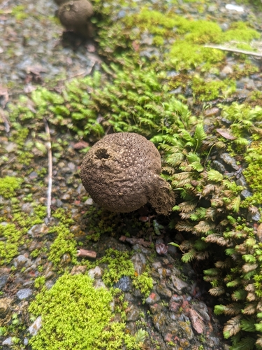 Lycoperdon