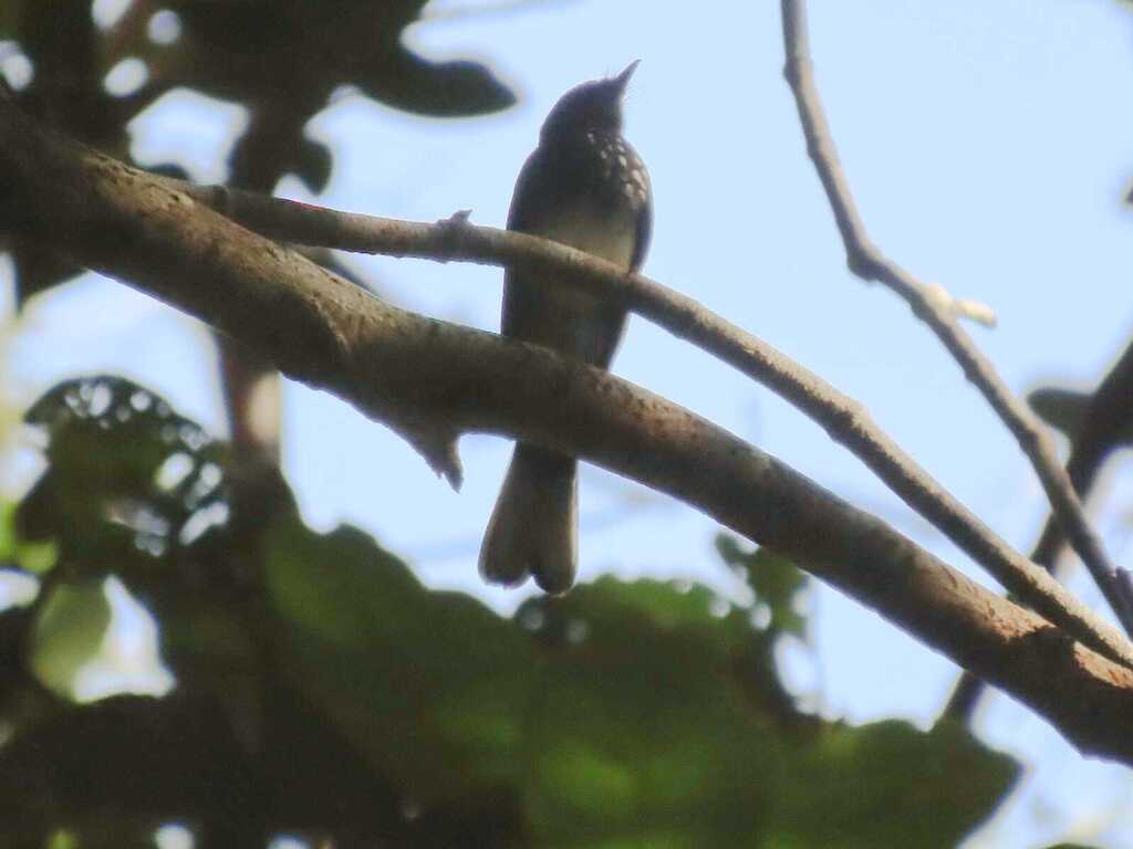 Kipasan mutiara (Rhipidura perlata)