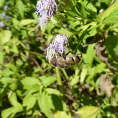 Copestylum isabellina