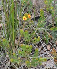 Pultenaea humilis