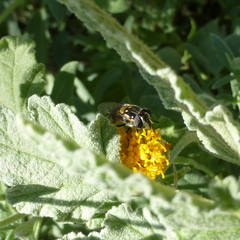 Copestylum marginatum
