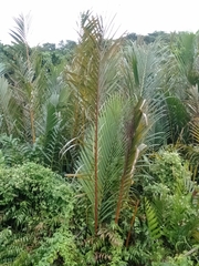 Nypa fruticans