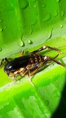 Apotetamenus clipeatus