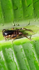 Apotetamenus clipeatus