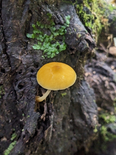 Pluteus leoninus