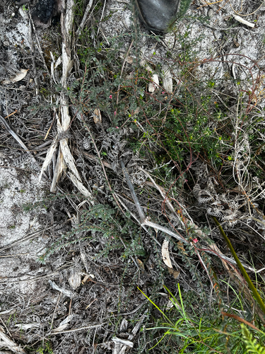 Kangaroo Island Woollybush (Adenanthos macropodianus)