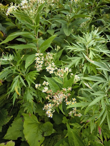 Aster glehnii iNat (3)