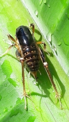 Apotetamenus clipeatus