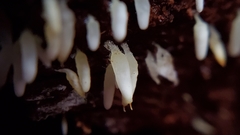 Mucronella fusiformis