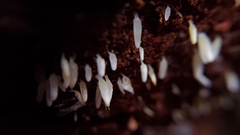 Mucronella fusiformis