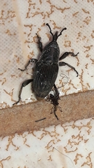 Cosmopolites sordidus