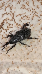 Cosmopolites sordidus