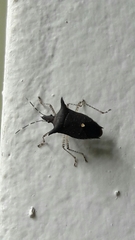 Proxys albopunctulatus