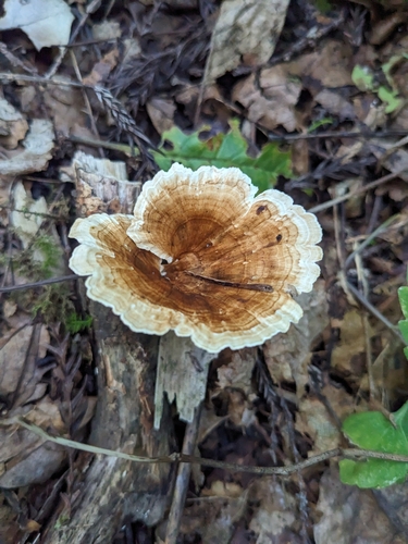 Microporus vernicipes