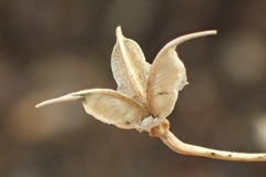 Tauschia arguta