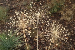 Tauschia arguta