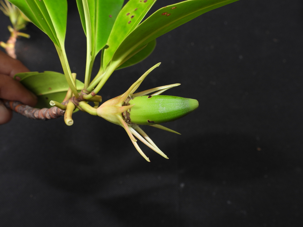 Oriental mangrove (Bruguiera sexangula)