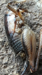 Apotetamenus clipeatus