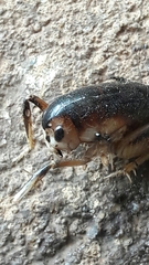 Apotetamenus clipeatus