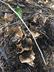 Turbinellus kauffmanii