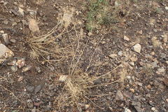 Tauschia arguta