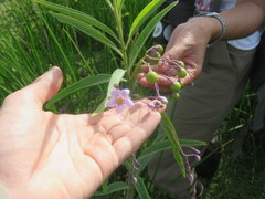 Solanum glaucophyllum