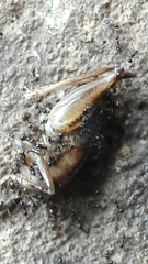 Apotetamenus clipeatus