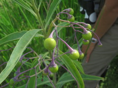 Solanum glaucophyllum