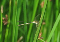 Lestes undulatus