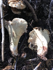 Turbinellus kauffmanii