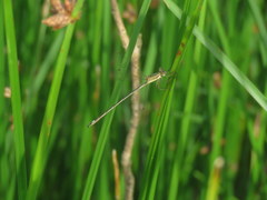 Lestes undulatus
